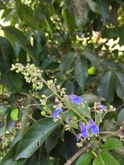 Vitex parviflora