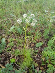 Ostericum tenuifolium