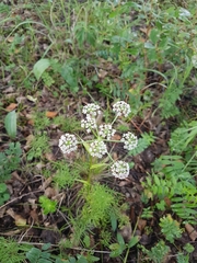 Ostericum tenuifolium