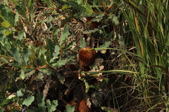 Banksia quercifolia