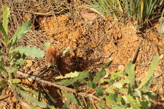 Banksia quercifolia