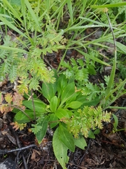 Viola gmeliniana