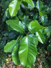 Ficus trigonata