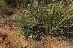 Banksia quercifolia
