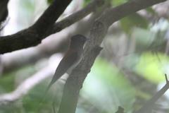 Terpsiphone atrocaudata