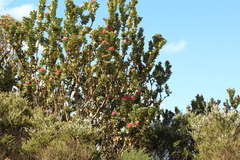 Banksia coccinea