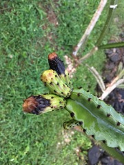 Leptocereus grantianus