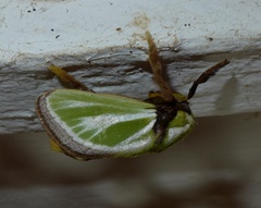 Parasa euchlora
