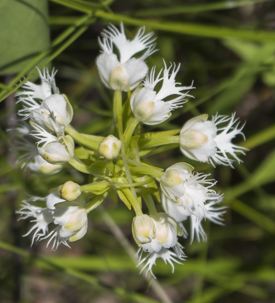 Eastern prairie fringed orchid (Platanthera leucophaea)