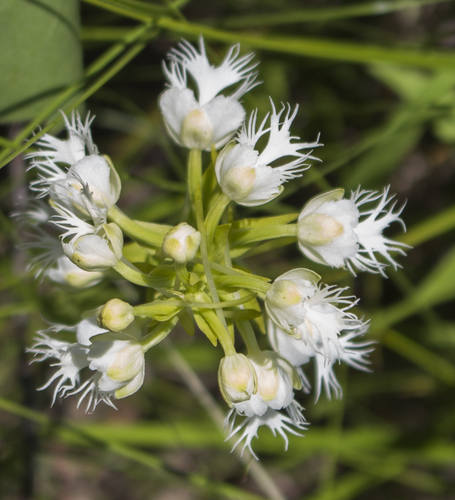 Eastern prairie fringed orchid (Platanthera leucophaea)
