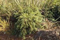 Banksia nutans