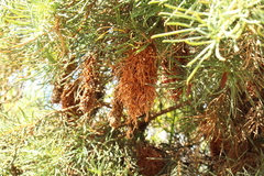 Banksia nutans