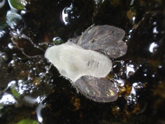 Entomophthorales
