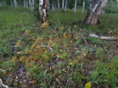 Bupleurum sibiricum