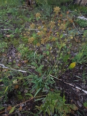Bupleurum sibiricum