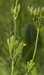 Polytaenia nuttallii