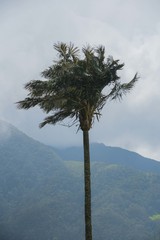 Ceroxylon quindiuense