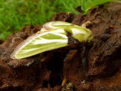 Parasa euchlora