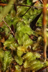 Goebelobryum