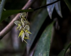 Pleurothallis cotyligera