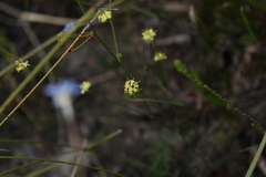 Stirlingia