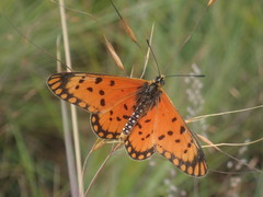 Acraea alalonga