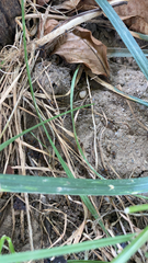 Liometopum microcephalum