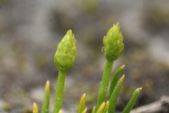 Phylloglossum drummondii