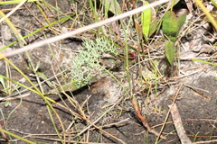 Stirlingia