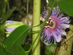 Passiflora serratifolia