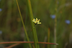 Stirlingia