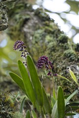 Epidendrum coryophorum