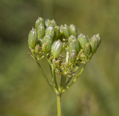 Polytaenia nuttallii