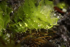 Goebelobryum