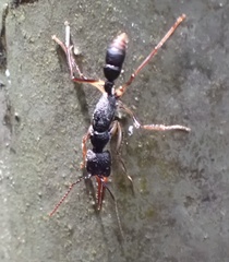 Harpegnathos venator