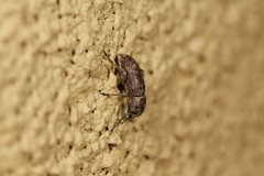Orimodema protracta