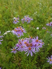 Galatella dahurica
