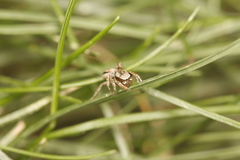 Habronattus altanus