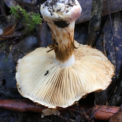 Cortinarius coelopus