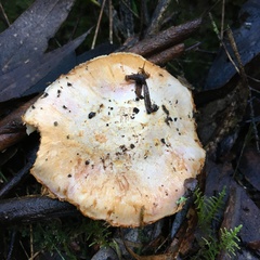 Cortinarius coelopus