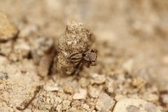 Habronattus altanus