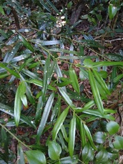 Podocarpus elatus