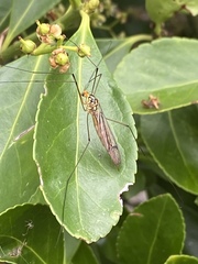Nephrotoma flavipalpis