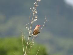 Estrilda troglodytes