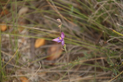 Thelymitra uliginosa
