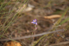 Thelymitra uliginosa