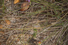 Thelymitra uliginosa