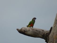 Poicephalus senegalus