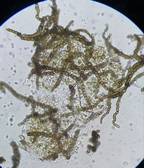 Capnodium walteri