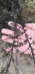 Capnodium walteri